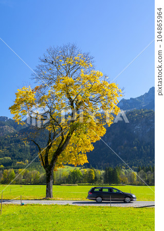 Deguo Bao Lu Ya Tree Xintian Guo Town Small Town Germany Bavaria Trees Neuschwanstein Castle Small Town 104865964