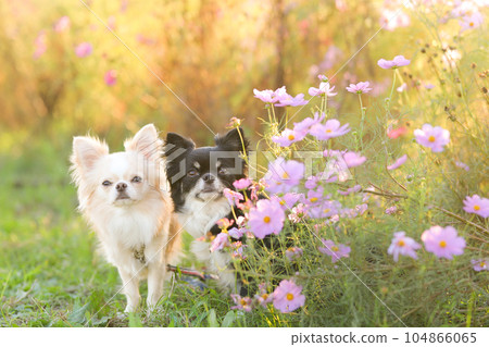 兩隻友好的吉娃娃狗用粉紅色的宇宙展示他們的臉 兩隻友好的吉娃娃狗用粉紅色的宇宙展示他們的臉 104866065