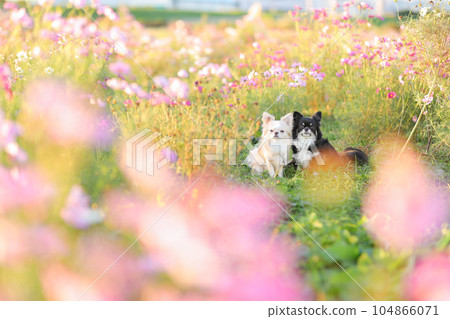 兩隻吉娃娃並排坐在大宇宙田裡 104866071