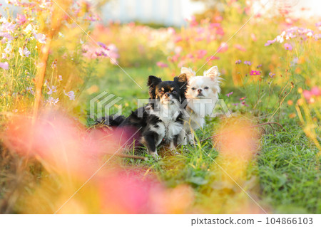 Two Chihuahuas sitting together in a cosmos field Two Chihuahuas sitting together in a cosmos field 104866103