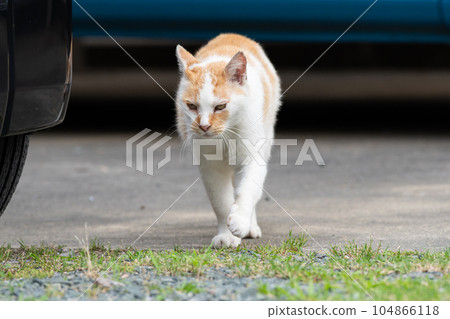 cat貓棕白貓 cat貓棕白貓 104866118