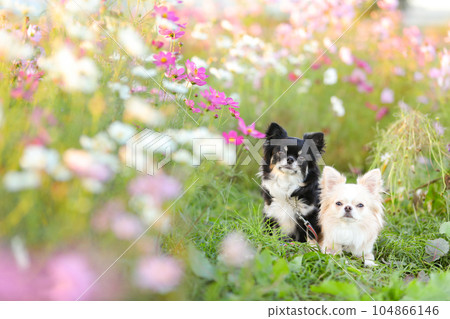 Two Chihuahuas standing side by side surrounded by lots of cosmos Two Chihuahuas standing side by side surrounded by lots of cosmos 104866146