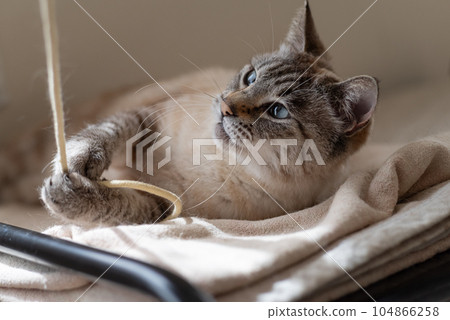 Cat playing with toys 104866258