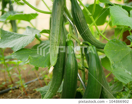 Cucumber greenhouse english Cucumis sativus seedless bio green vegetable harvest farmer farming folio European fresh farm garden harvesting burpless long food plant ripe leaves bio organic Europe Cucumber greenhouse english Cucumis sativus seedless bio green vegetable harvest farmer farming folio European fresh farm garden harvesting burpless long food plant ripe leaves bio organic Europe 104866902
