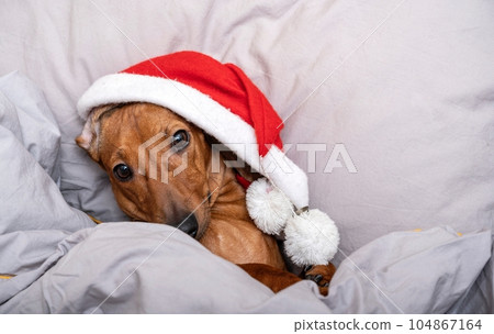 Charming dachshund dog lying in a Christmas red cap in bed looking coquettishly at the camera. 104867164