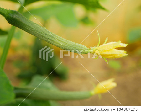 Cucumber english young growing Cucumis sativus seedless bio green vegetable plant farmer farming greenhouse folio European creeping farm garden planting burpless long plant leaves Europe Cucumber english young growing Cucumis sativus seedless bio green vegetable plant farmer farming greenhouse folio European creeping farm garden planting burpless long plant leaves Europe 104867173