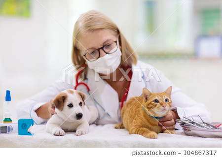 Vet with dog and cat. Puppy and kitten at doctor. Vet with dog and cat. Puppy and kitten at doctor. 104867317