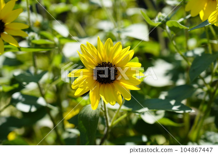 Sun Flower Sun Flower 104867447