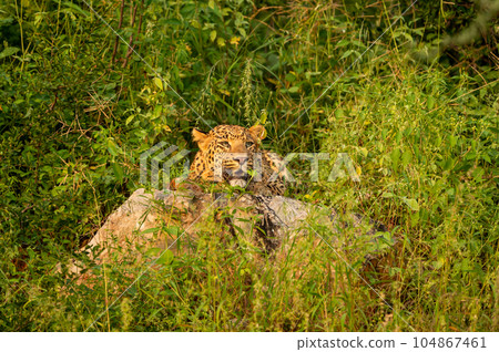 wild male leopard or panther or panthera pardus fusca closeup resting on big rock in natural monsoon green background and eye contact in evening safari at jhalana forest reserve jaipur rajasthan india wild male leopard or panther or panthera pardus fusca closeup resting on big rock in natural monsoon green background and eye contact in evening safari at jhalana forest reserve jaipur rajasthan india 104867461
