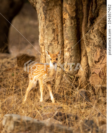 Spotted deer or Chital or Cheetal or axis axis fawn alone in morning safari at forest national park of India 104867462