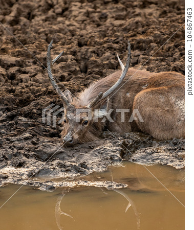 wild male sambar deer or rusa unicolor resting and cooling off his body with eye contact and reflection in mud water or sludge in hot summer season jungle safari in national park forest reserve india 104867463