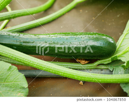 Farm field zucchini bio courgette harvest vegetable garden squash planting young Cucurbita pepo crop baby plant marrow hotbed, bio organic crops, agriculture farming, greenhouse foil irrigation Europe 104867850