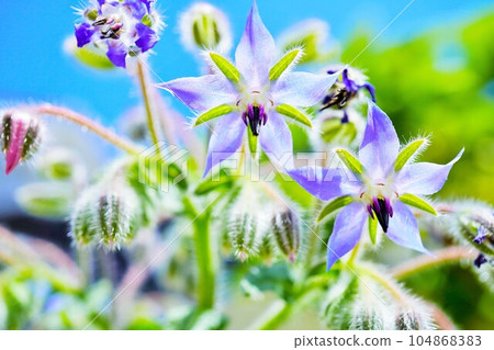 麥當娜藍色美麗的食用花，琉璃苣，開放的星形花，朝下戶外，映襯著藍天 104868383