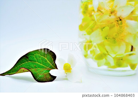 Herbal tincture of Dokudami flowers freshly packed in a bottle decorated with Houttuynia cordata leaves and flowers on a white background Herbal tincture of Dokudami flowers freshly packed in a bottle decorated with Houttuynia cordata leaves and flowers on a white background 104868403