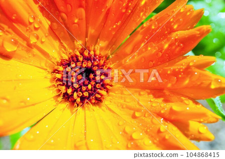 Water repellent orange pot marigold flower 104868415