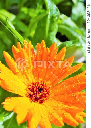 Beautiful orange calendula wet with rain and green leaves, vertical 104868416