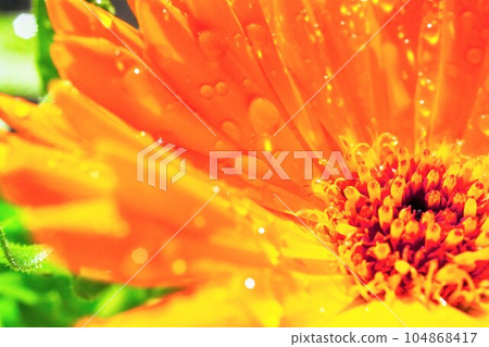 Close-up of an orange calendula flower with dewdrops 104868417
