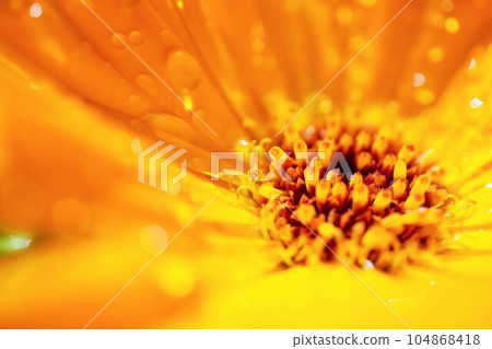 Close up of a beautiful yellow calendula flower wet with raindrops 104868418
