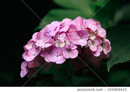 Pink Hydrangea in Asuka Path 104868425