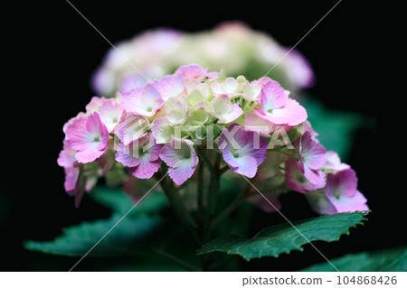 Pink Hydrangea in Asuka Path 104868426