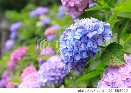 Hydrangea in Asuka Path 104868433