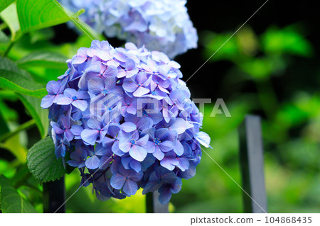 Light purple hydrangea in Asuka no Komichi 104868435