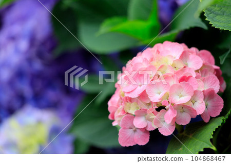 Pink Hydrangea in Asuka Path 104868467