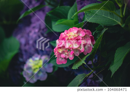 Pink Hydrangea in Asuka Path Pink Hydrangea in Asuka Path 104868471