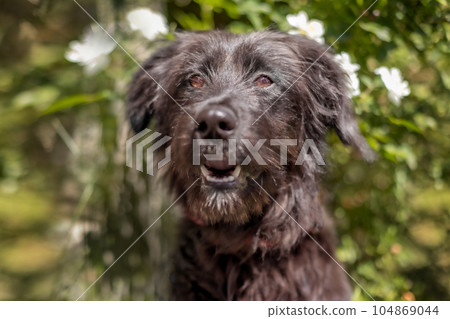 Black dog puppy sitting near flowers 104869044