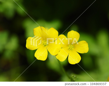 黃色花酢漿草 黃色花酢漿草 104869337