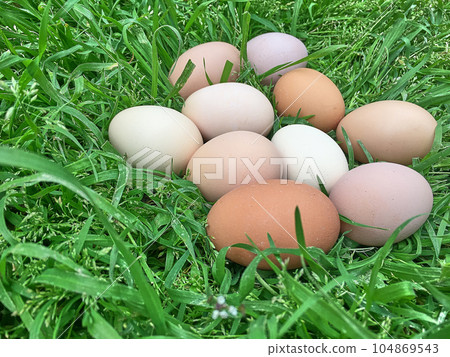 Easter eggs on green grass focused shot 104869543