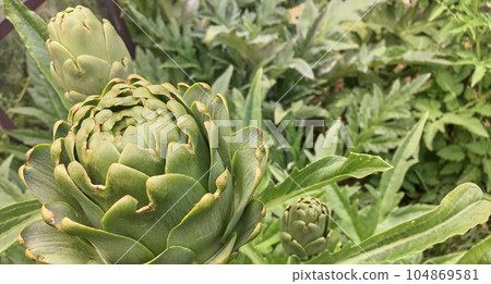 Fresh Spring Vegetables , Organic Artichokes Fresh Spring Vegetables , Organic Artichokes 104869581