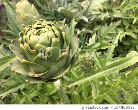 Fresh Spring Vegetables , Organic Artichokes Fresh Spring Vegetables , Organic Artichokes 104869582