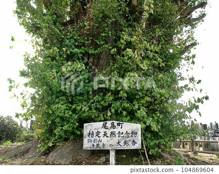 Ojima Town Marker. ``Giant ginkgo at Jozoji Temple (October 2010)'' Designated as a natural monument by Ota City after the merger 104869604