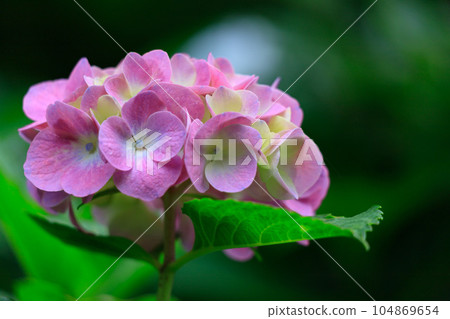 Pink Hydrangea in Asuka Path 104869654