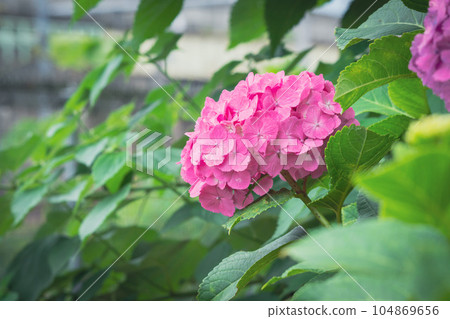 Pink Hydrangea in Asuka Path Pink Hydrangea in Asuka Path 104869656