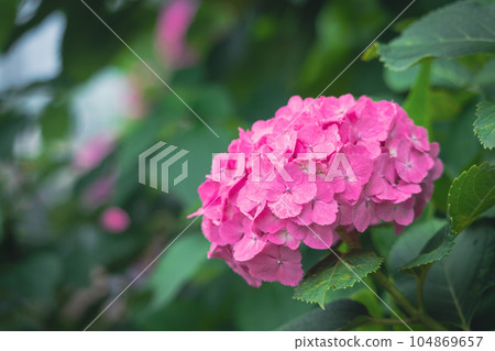 Pink Hydrangea in Asuka Path 104869657