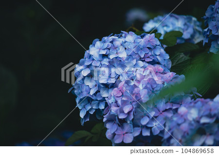 明日香的小直徑藍色繡球花 104869658