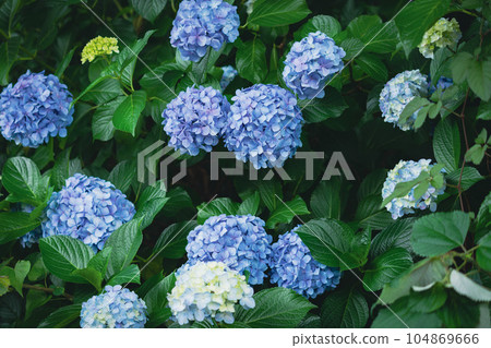 Lots of light blue hydrangeas 104869666