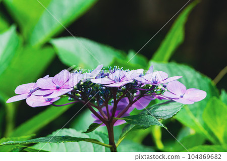 Purple hydrangea seen from the side Purple hydrangea seen from the side 104869682