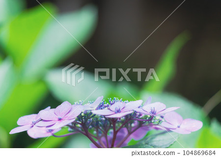 Purple hydrangea seen from the side 104869684