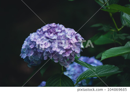 Light purple hydrangea in Asuka no Komichi 104869685
