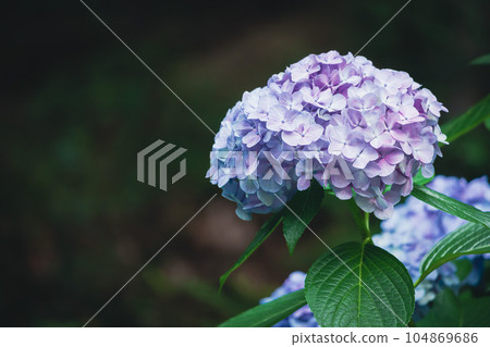 Light purple hydrangea in Asuka no Komichi 104869686