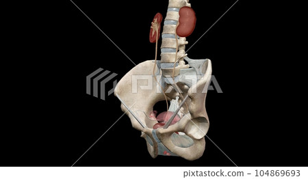 The ureters are tubes made of smooth muscle that propel urine from the kidneys to the urinary bladder. The ureters are tubes made of smooth muscle that propel urine from the kidneys to the urinary bladder. 104869693