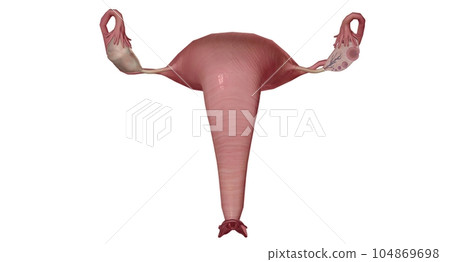 The Ovary Cross section Detailed 104869698