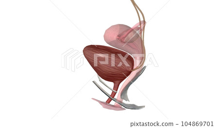 The external urethral orifice is the external opening (or meatus) of the urethra. 104869701