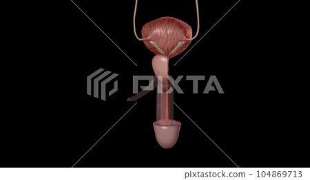 The external urethral orifice is the external opening (or meatus) of the urethra. The external urethral orifice is the external opening (or meatus) of the urethra. 104869713