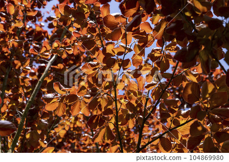 a red beech tree in the spring season, a beautiful red beech a red beech tree in the spring season, a beautiful red beech 104869980