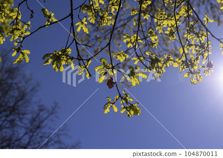 young oak foliage and flowers in the spring season 104870011