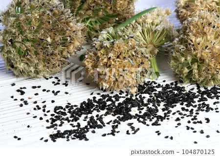 Dried flower of onion with seeds for planting Dried flower of onion with seeds for planting 104870125